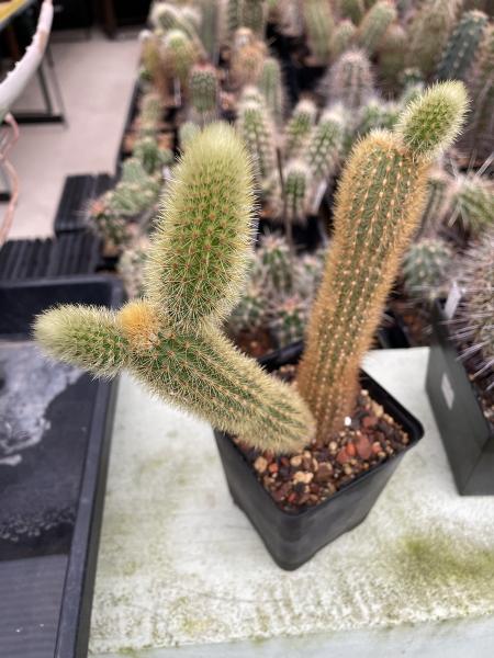 Hildewintera aureispina